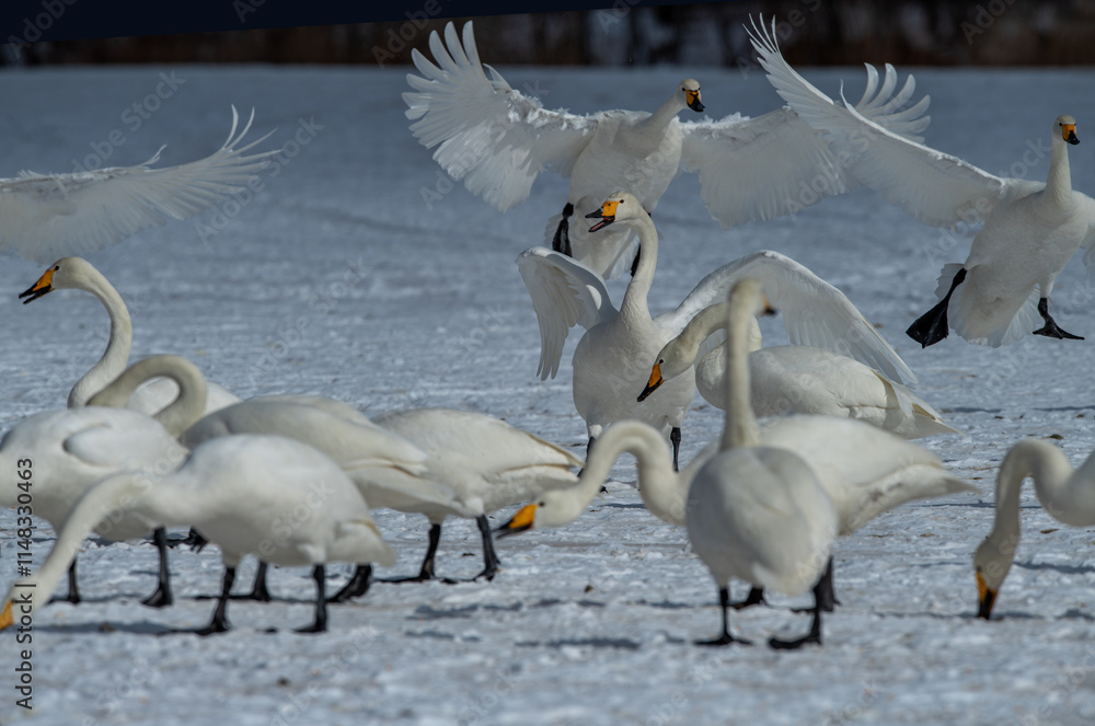 Swan birds (Cygnus cygnus) at Lake Kussharo in Hokkaido, Japan.