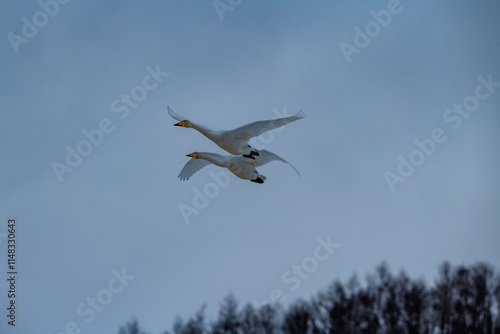 Obraz na płótnie Swan birds (Cygnus cygnus) at Lake Kussharo in Hokkaido, Japan. w salonie