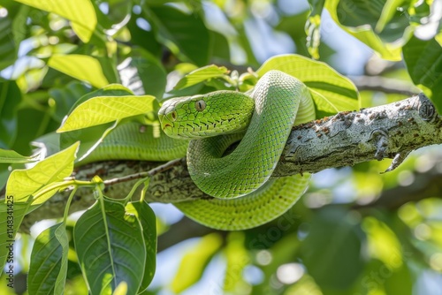 Green tree snake slithering on branch tropical forest wildlife photography sunny environment close-up view nature's beauty photo