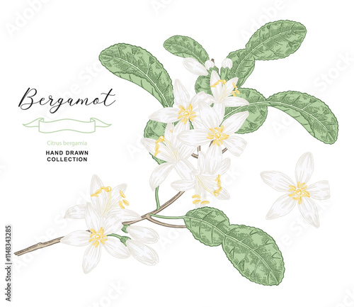 Bergamot flowers. Citrus bergamia plant isolated on white. Vector illustration botanical. Hand drawn engraving style.