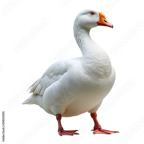 White goose with orange beak and pink feet isolated on a transparent background