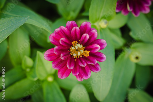 beauty zinnia flower blossom in garden photo