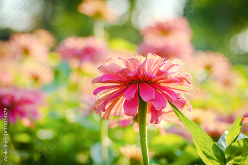 beauty zinnia flower blossom in garden photo