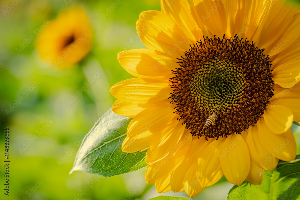 Naklejka premium beauty yellow sunflower blossom in garden