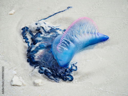 A Live Portugese Man of War that has Washed Up On a White Sand Florida Beach