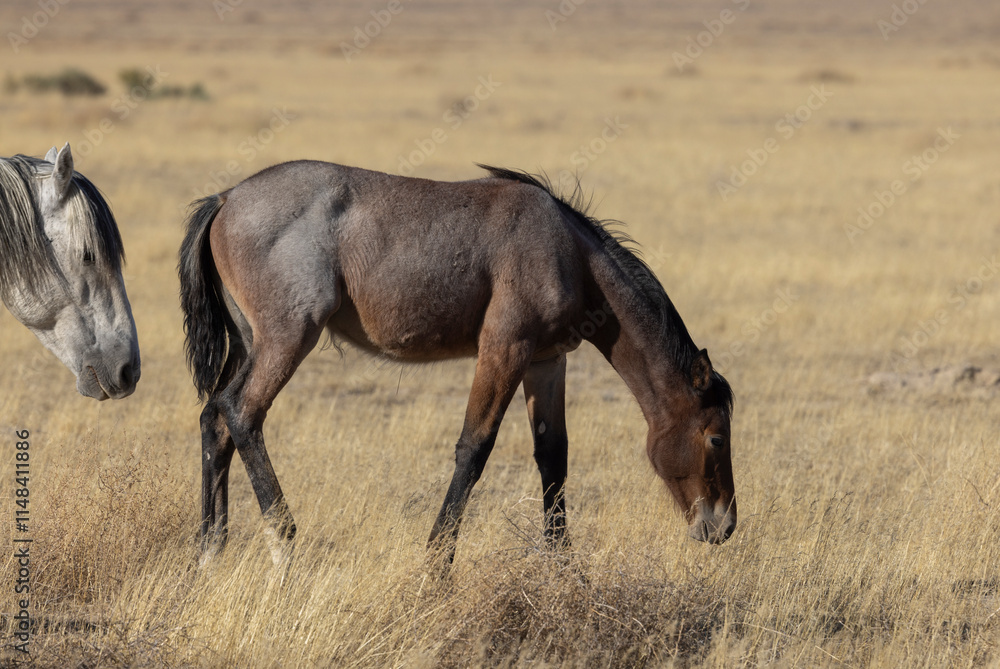 Wild Horse Mare and Foal in the Utah Desert in Autumn
Wild Horse Mare and Foal in the Utah Desert in Autumn