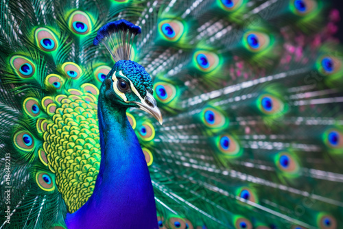 Closeup of a peacock