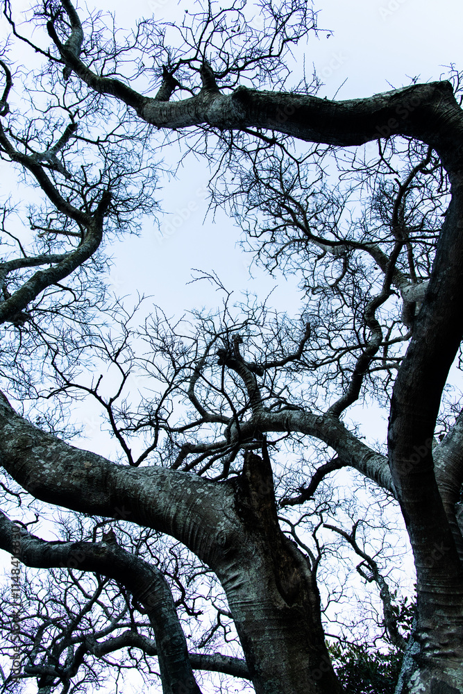 Fototapeta premium low-angle view of the bare tree in winter