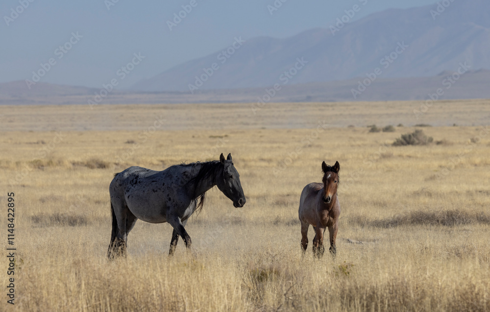 Obraz premiumWild Horse Mare and Foal in the Utah Desert in Autumn