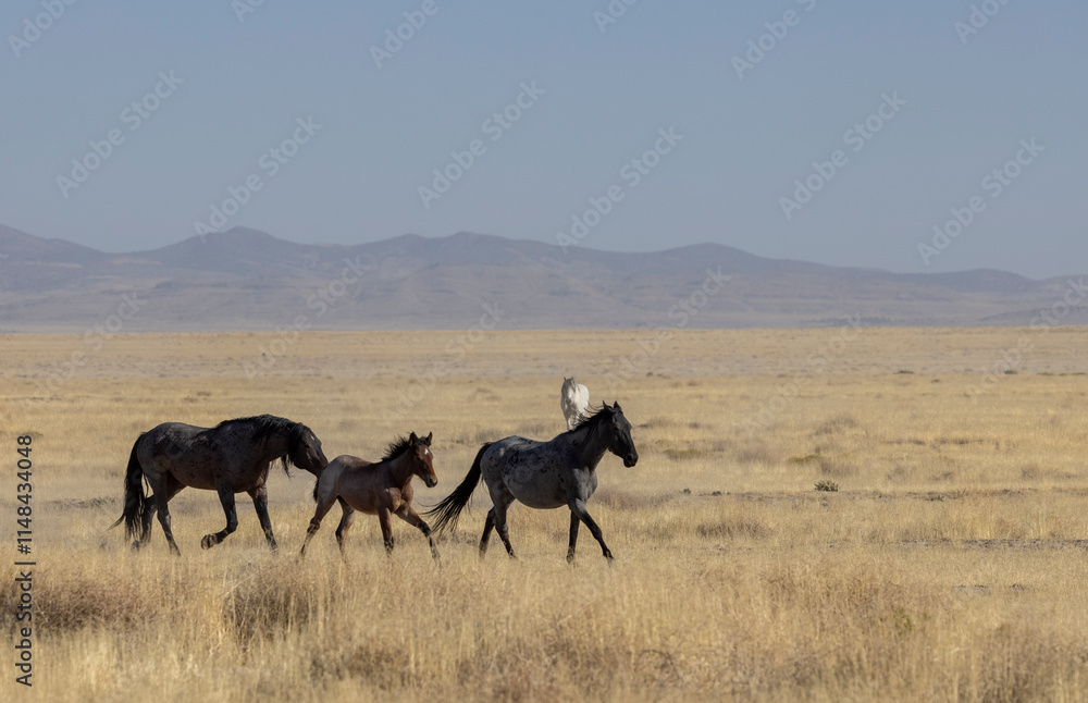 Wild Horses in the Utah Desert in Autumn Wild Horses in the Utah Desert in Autumn