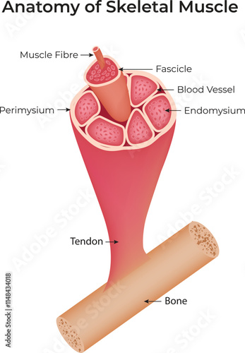 Anatomy of Skeletal Muscle, Muscle Fibre, Perimysium, Tendon, Bone, Fascicle, Blood Vessel, Vector Illustration