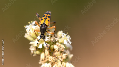 Spotted Longhorn - Ruptela maculata photo