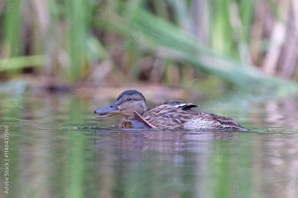 schwimmende Stockente - aufgenommen aus dem floating hide schwimmende Stockente - aufgenommen aus dem floating hide