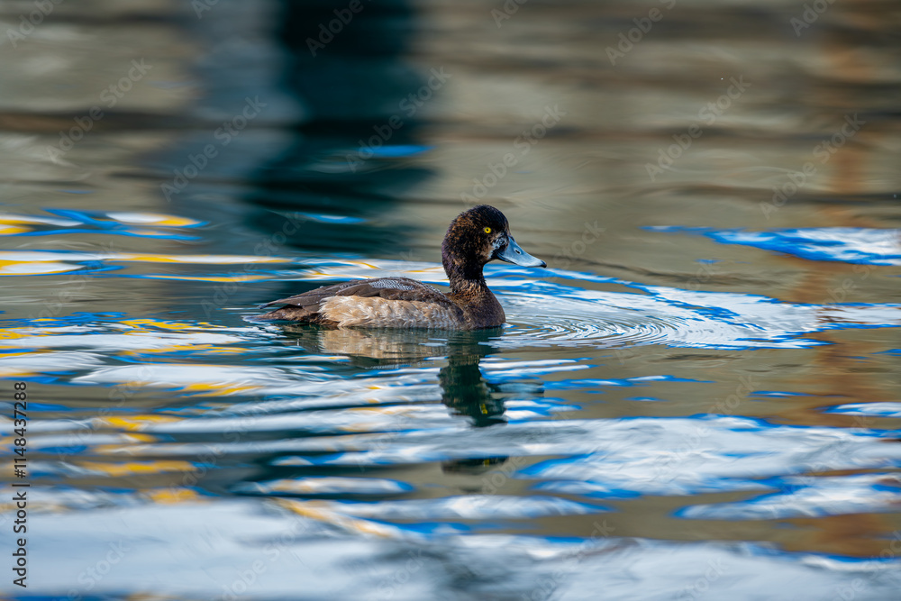 Pasbaş patka (Aythya nyroca), ördekgiller (Anatidae) familyasından orta büyüklükte bir dalıcı ördek türü.