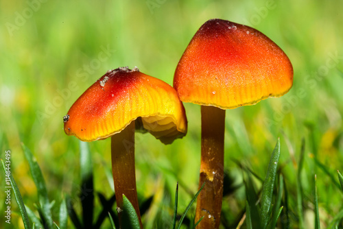 Foto Champignons orange rouge lumineux vibrant sur arrière-plan vert flou