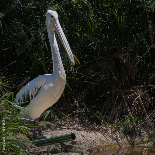 Australian Pelican