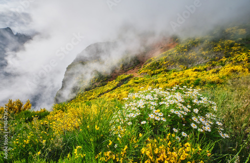 Madeira landscape with daisy flowers and blooming Cytisus shrubs and mountains in clouds. Miradouros do Paredao, Madeira island, Portugal photo