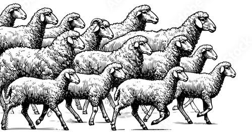  flock of sheep, lineart , isolated on white.