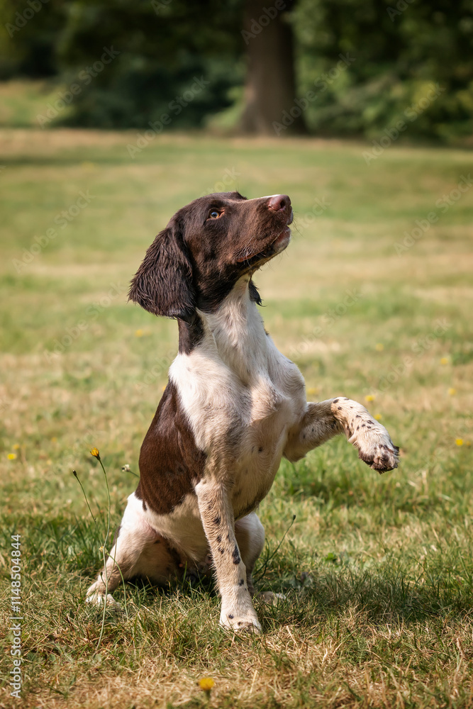 Springer Spaniel dog in a field in Bracknell giving paw Springer Spaniel dog in a field in Bracknell giving paw