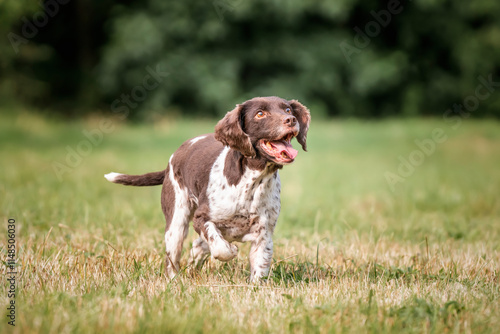 Obraz na płótnie Springer Spaniel dog in a field in Bracknell w salonie