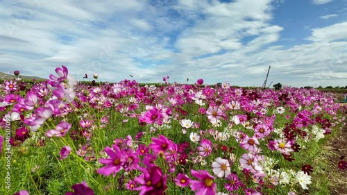 Cute Pink and white Cosmos Flowers Blooming and Blowing with The Wind in A Botanical Garden in winter season, Lop Buri. THAILAND
