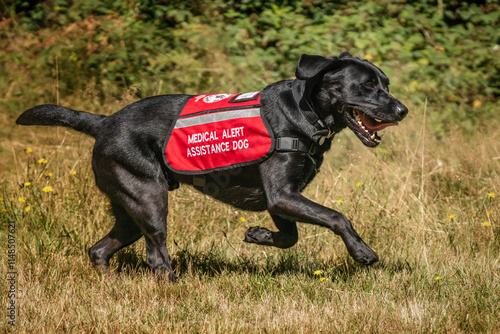 Black Labrador at Virginia Water Lake in Windsor Great Park as a Medical Assistance Dog photo