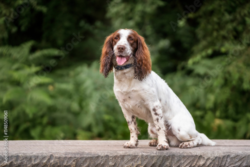 Springer Spaniel dog in a field in Bracknell photo