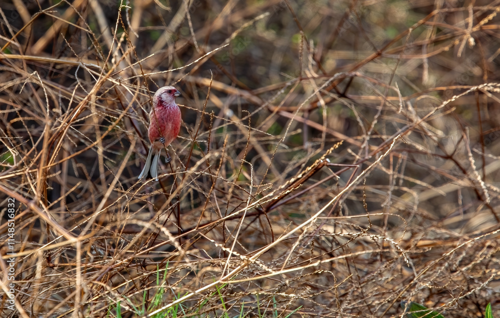The common rosefinch (Carpodacus erythrinus) or scarlet rosefinch is the most widespread and common rosefinch of Asia and Europe.