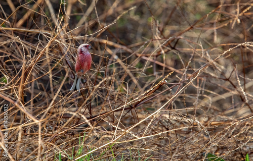 Obraz na płótnie The common rosefinch (Carpodacus erythrinus) or scarlet rosefinch is the most widespread and common rosefinch of Asia and Europe. w salonie