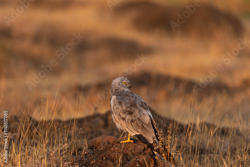 Canvas Print A Montagu's harrier perched on the ground in the grasslands of Bhigwan Wildlife