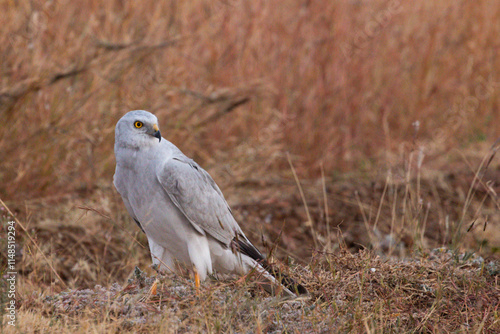 A Pallid harrier on the ground in a bhigwan wildlife santuary grasslands. 