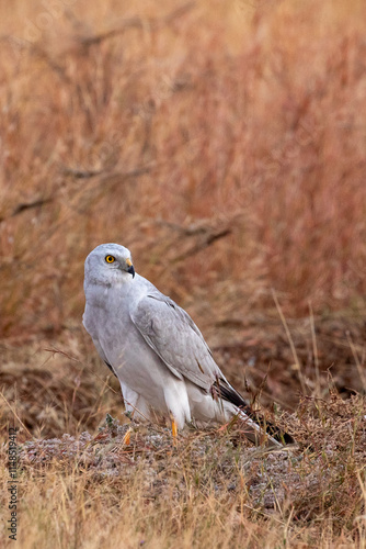 A Pallid harrier on the ground in a bhigwan wildlife santuary grasslands. 