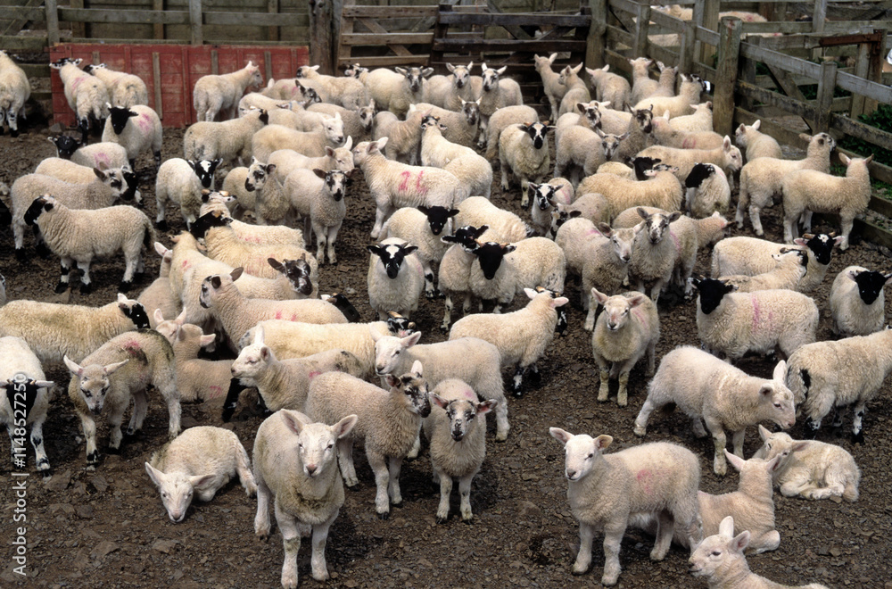 Mouton, agneau, race boucher à tête noire Mouton, agneau, race boucher à tête noire