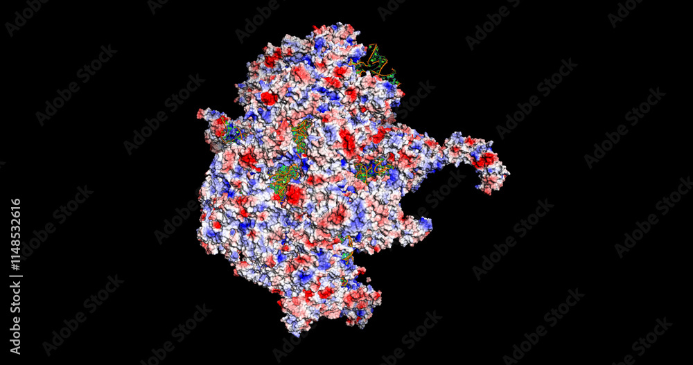 Mammalian Mitochondrial 55S Ribosome, 3D Molecule Electrostatic Surface, 4K Mammalian Mitochondrial 55S Ribosome, 3D Molecule Electrostatic Surface, 4K