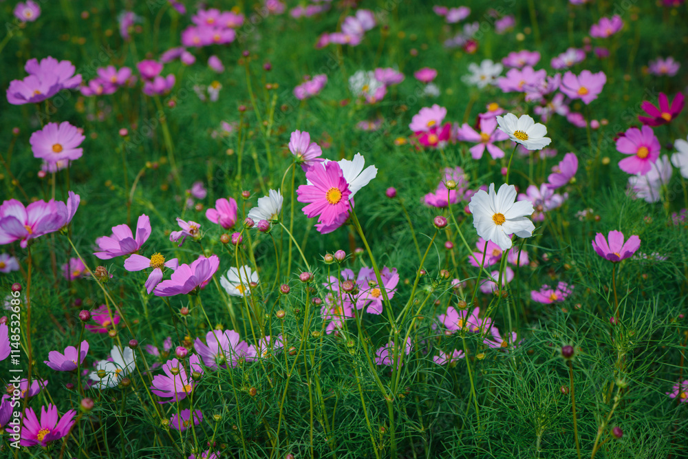 beautiful pink cosmos flowers in the farming area. flower field on winter season at Lop buri, beautiful pink cosmos flowers in the farming area. flower field on winter season at Lop buri,