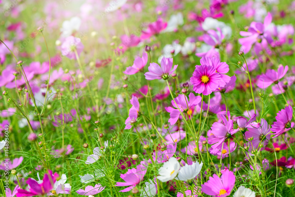 Fototapeta premium beautiful pink cosmos flowers in the farming area. flower field on winter season at Lop buri,