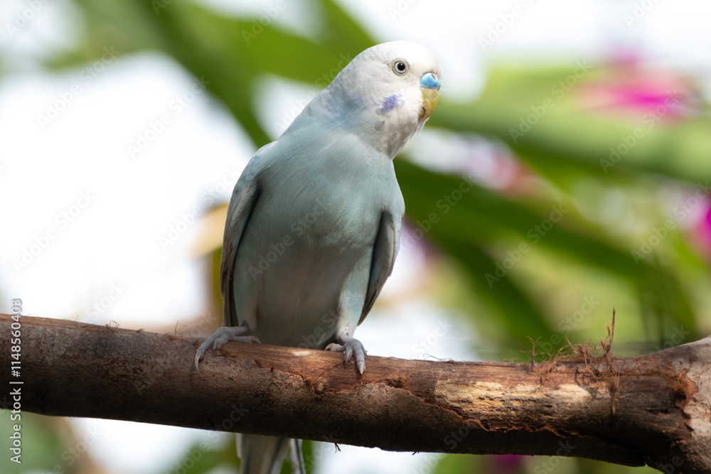 The budgerigar (Melopsittacus undulatus), also known as the common parakeet, shell parakeet or budgie is a small, long-tailed, seed-eating parrot native to Australia The budgerigar (Melopsittacus undulatus), also known as the common parakeet, shell parakeet or budgie is a small, long-tailed, seed-eating parrot native to Australia