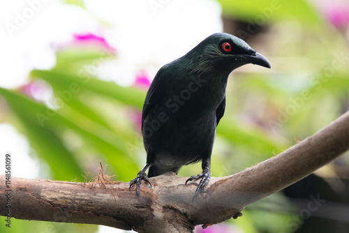 The Asian glossy starling (Aplonis panayensis) is a species of starling in the family Sturnidae