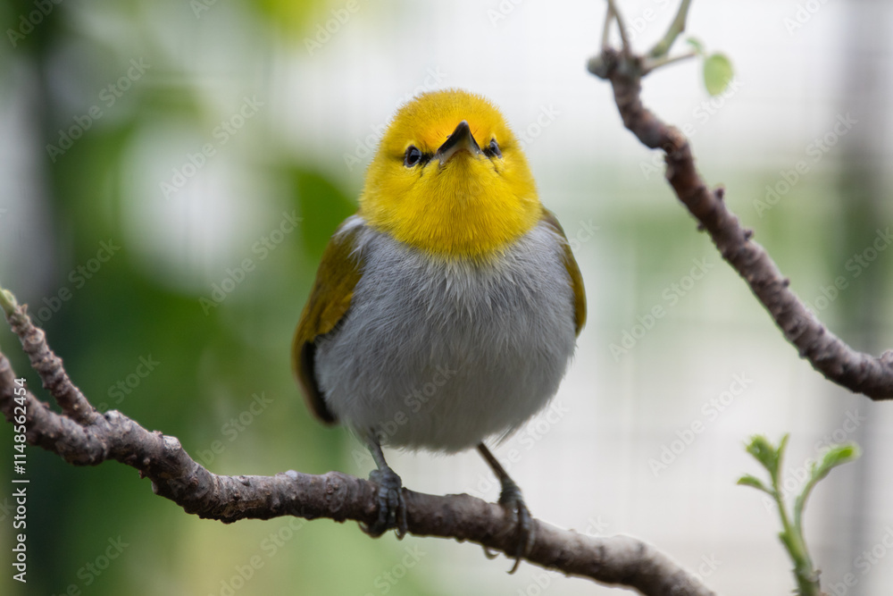 Naklejka premium The yellow-ringed white-eye (Heleia wallacei) is a species of bird in the family Zosteropidae. It is found in the Lesser Sunda Islands