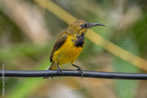 The olive-backed sunbird (Cinnyris jugularis ), also known as the yellow-bellied sunbird, is a species of sunbird found from Southern Asia to Australia. photo