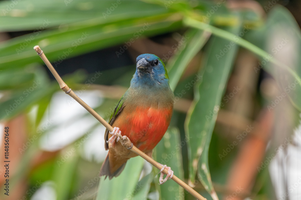 Obraz premium The pin-tailed parrotfinch (Erythrura prasina) is a common species of estrildid finch found in Southeast Asia
