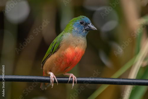 The pin-tailed parrotfinch (Erythrura prasina) is a common species of estrildid finch found in Southeast Asia