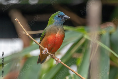 The pin-tailed parrotfinch (Erythrura prasina) is a common species of estrildid finch found in Southeast Asia