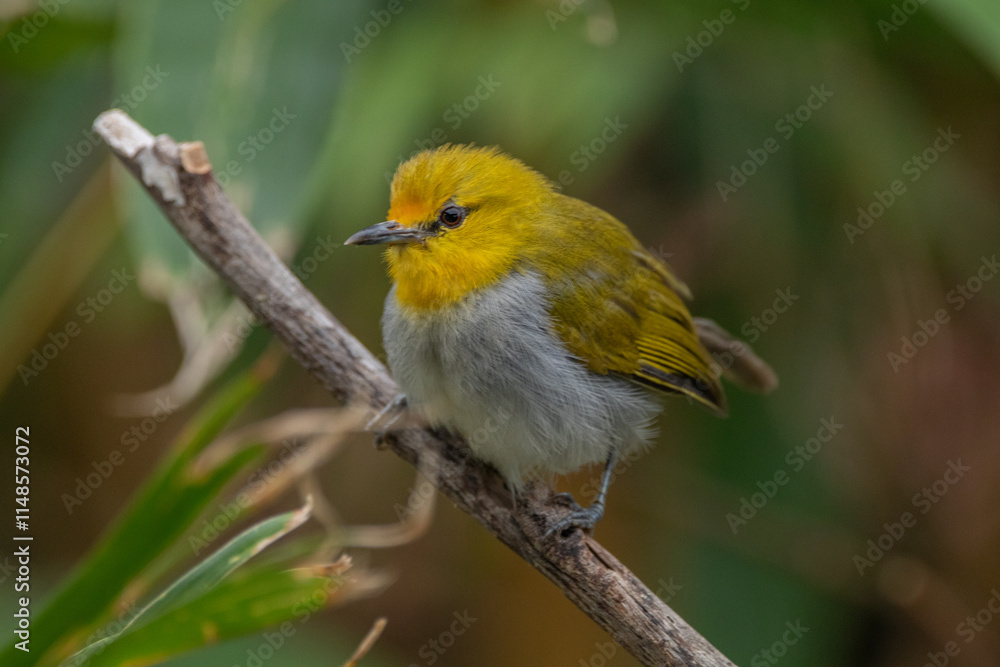 The yellow-ringed white-eye (Heleia wallacei) is a species of bird in the family Zosteropidae. It is found in the Lesser Sunda Islands The yellow-ringed white-eye (Heleia wallacei) is a species of bird in the family Zosteropidae. It is found in the Lesser Sunda Islands