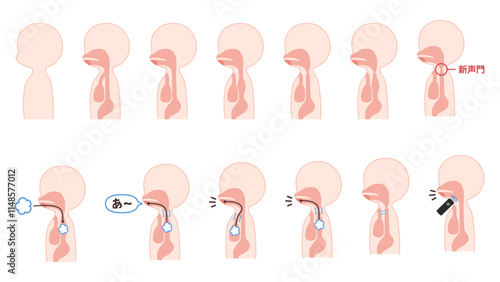 食道発声に関連する体の断面のイラスト素材セット