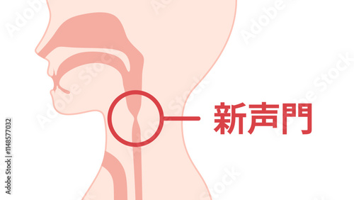 食道発声の時に振動させる新声門のイラスト