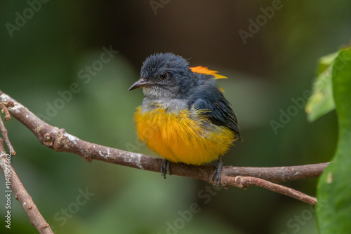 The orange-bellied flowerpecker (Dicaeum trigonostigma) is a species of bird in the family Dicaeidae. It is found in Bangladesh, Brunei,Indonesia, Malaysia, Myanmar, the Philippines, Singapore