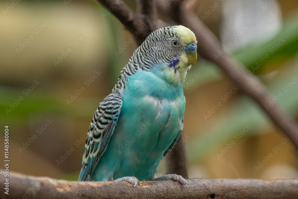 Obraz premium The budgerigar (Melopsittacus undulatus), also known as the common parakeet, shell parakeet or budgie is a small, long-tailed, seed-eating parrot native to Australia