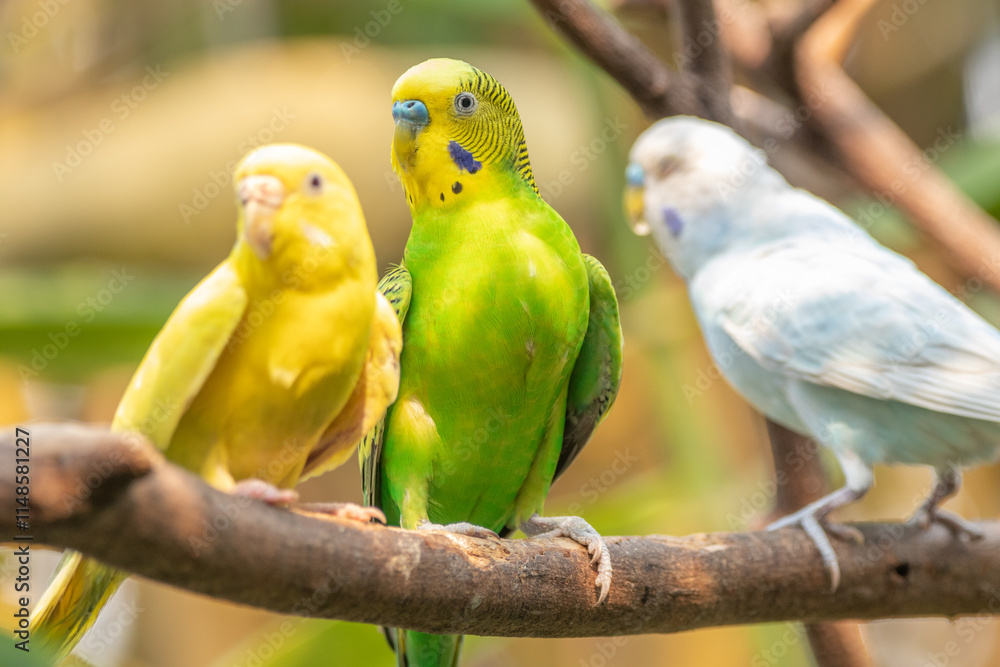Obraz premium The budgerigar (Melopsittacus undulatus), also known as the common parakeet, shell parakeet or budgie is a small, long-tailed, seed-eating parrot native to Australia