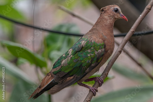 The emerald dove or common emerald dove (Chalcophaps indica), also called Asian emerald dove and grey-capped emerald dove